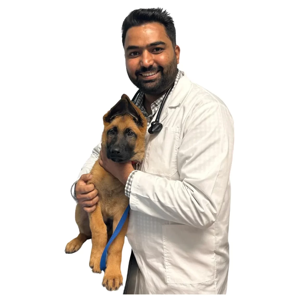 Dr Aman Brar in white lab coat holding a german Shepard dog in his arms