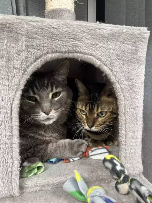 Ava and Clyde, the broadway animal hospital cats in cat house.
